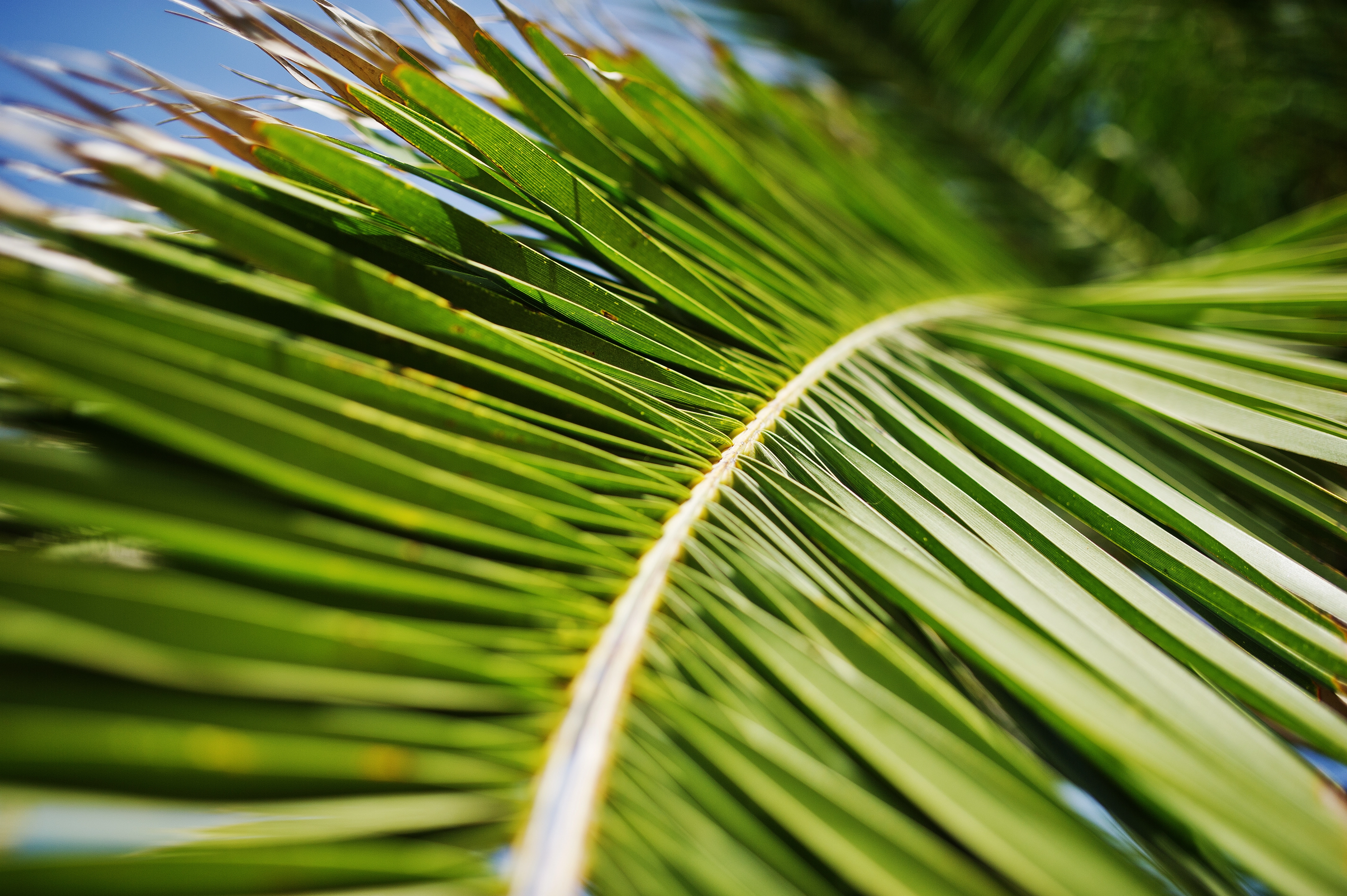 Healthy palm trees treated by S.O.S. Turf and Pest in Greater Tampa Bay area, .